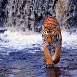 tigre
